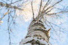 Evon_Talvikisat_2026-131