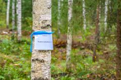 Mikkelin-Kesakisat-2025-076