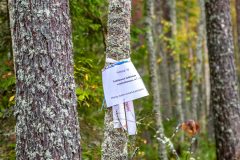 Mikkelin-Kesakisat-2025-128