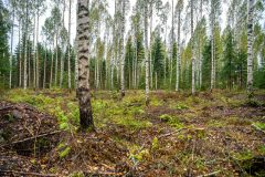 Mikkelin-Kesakisat-2025-158